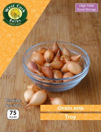Picture of Onions Sets Troy 75 Bulbs