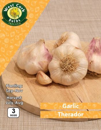Picture of Garlic Therador 3 Bulbs
