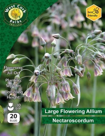 Picture of Large Allium Nectaroscordum 20 Bulbs