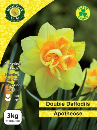 Picture of 3kg Apotheose Daffodils 12-14
