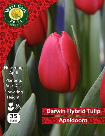 Picture of Darwin Hybrid Tulip Apeldoorn 35 Bulbs 11-12