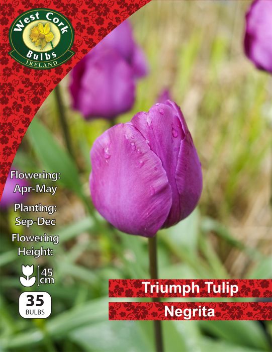 Picture of Triumph Tulip "Negrita" 35 Bulbs 11-12