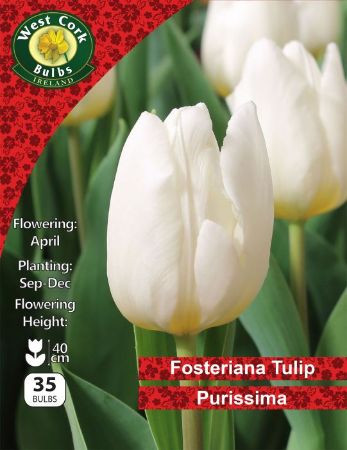 Picture of Fosteriana Tulip "Purissima" 35 Bulbs 11-12