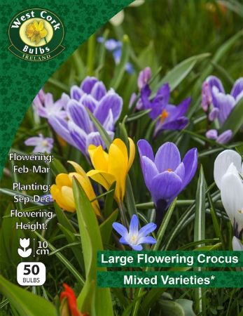 Picture of Large Flowering Crocus Mixed Varieties 50 Bulbs