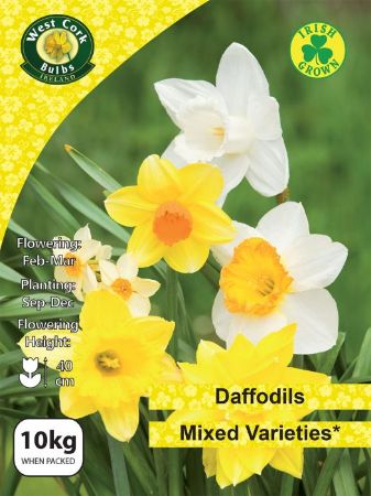 Picture of 10kg Mixed Daffodils Net 12/14
