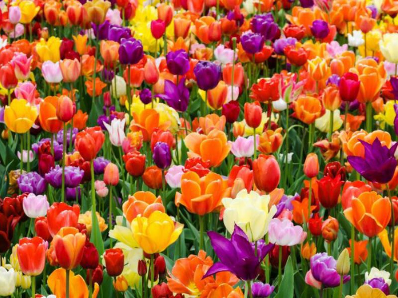 Picture for category Tulip Bulbs