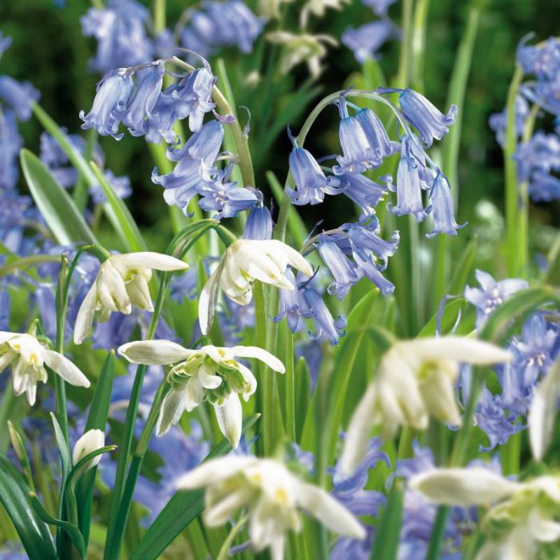 Picture for category Snowdrop & Bluebell Bulbs