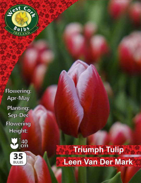 Picture of Triumph Tulip "Leen Van De Mark" 35 Bulbs 11-12