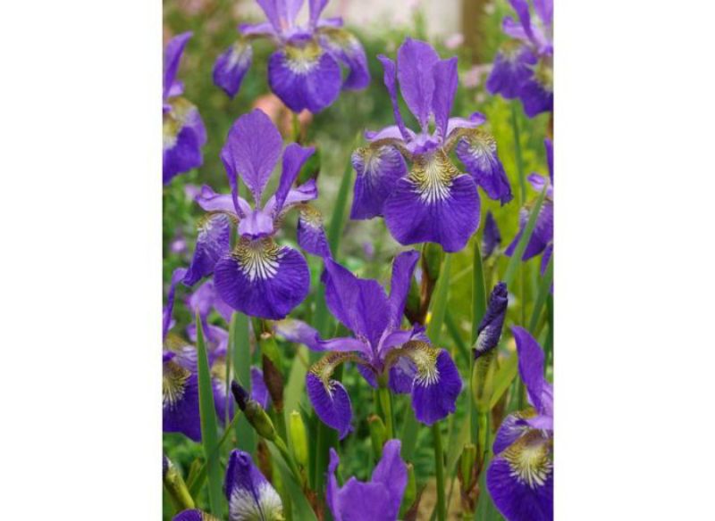 Picture for category Iris Bulbs