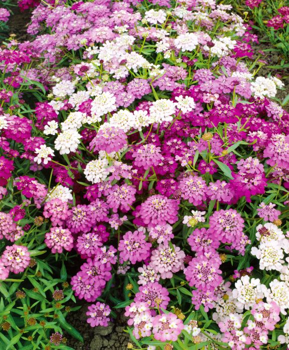 Picture of Unwins Candytuft Dwarf Fairy Mix