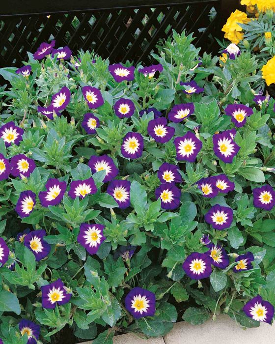Picture of Unwins Convolvulus Royal Ensign
