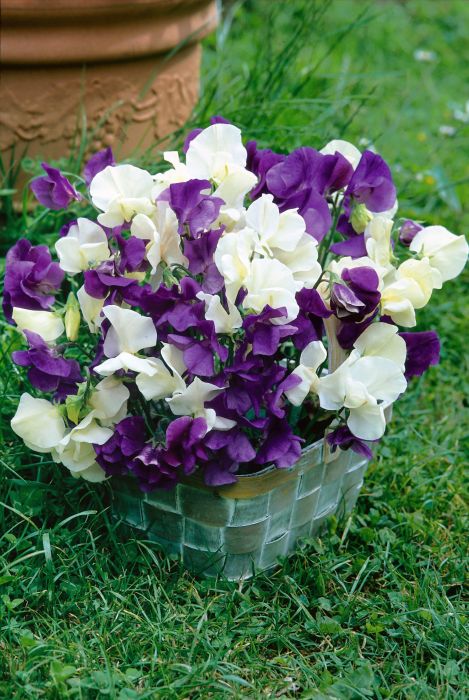 Picture of Unwins Sweet Pea Wuthering Heights