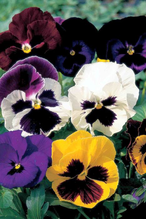 Picture of Unwins Seeds Pansy Bright And Beautiful