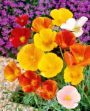 Picture of Unwins Seeds Poppy Californian