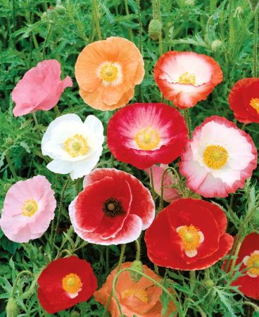 Picture of Unwins Seeds Poppy Shirley Double