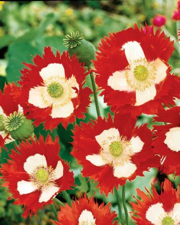 Picture of Unwins Seeds Poppy Victoria Cross