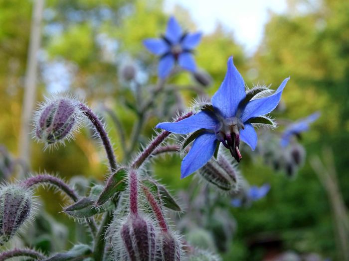 Picture of Unwins Seeds Nh Borage