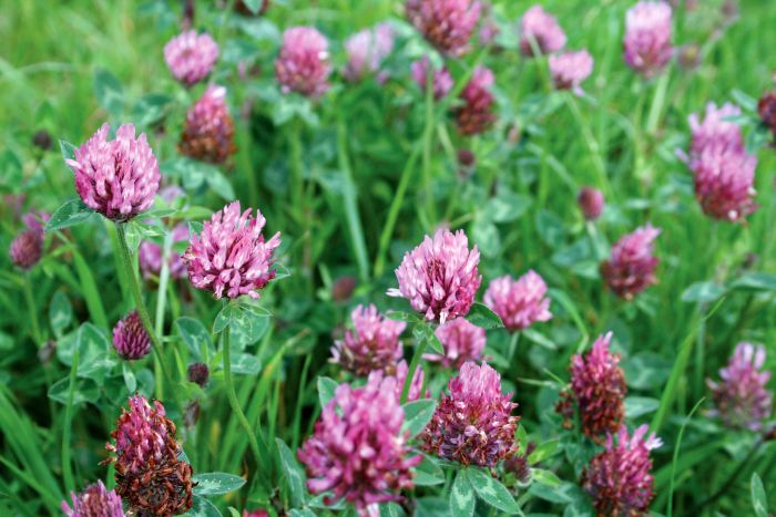 Picture of Unwins Seeds Nh Red Clover