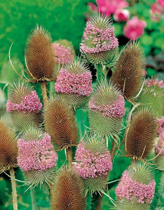 Picture of Unwins Nh Teasel Winter Bouquet 
