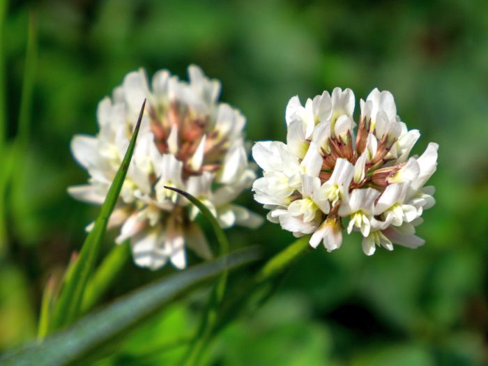 Picture of Unwins White Clover Natures Haven 