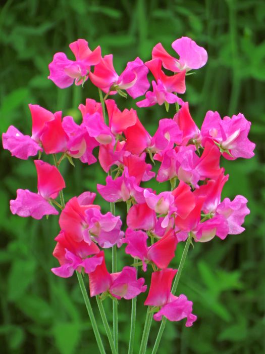 Picture of Unwins Seeds Sweet Pea Chance