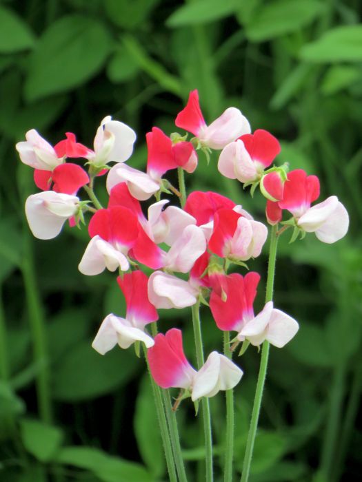 Picture of Unwins Sweet Pea Little Red Riding