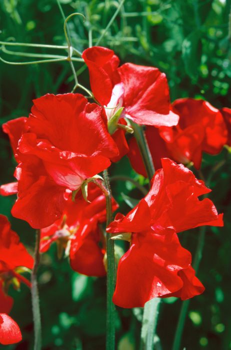 Picture of Unwins Sweet Pea Red Arrow
