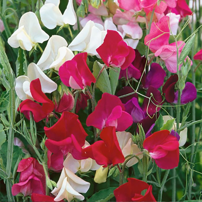 Picture of Unwins Sweet Pea Old Fashioned Mix