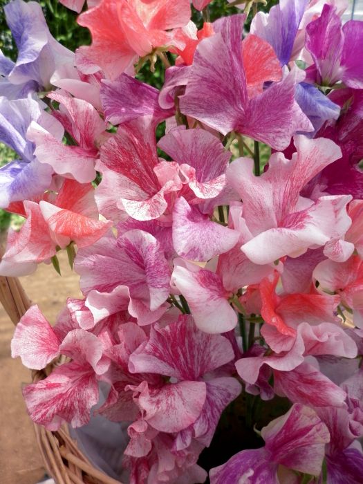 Picture of Unwins Sweet Pea Ripple Mix
