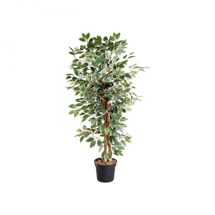Picture of Weeping Fig Tree - 130cm