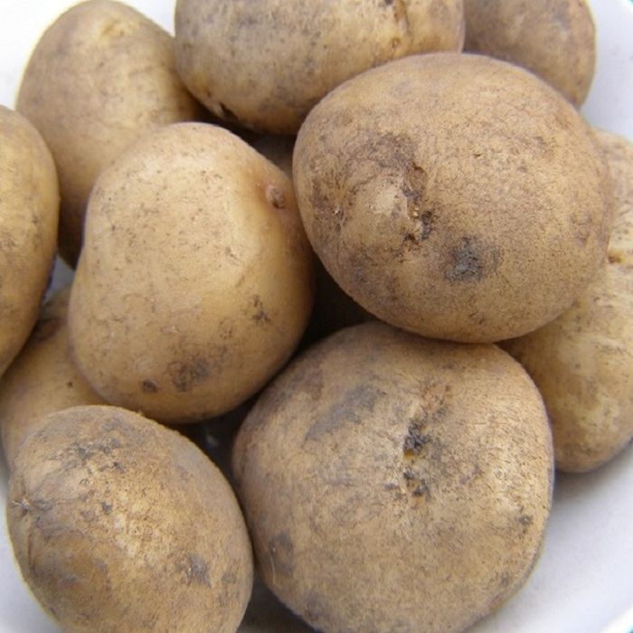 Picture of DP010 2Kg  British Queens Second Earlies Potatoes