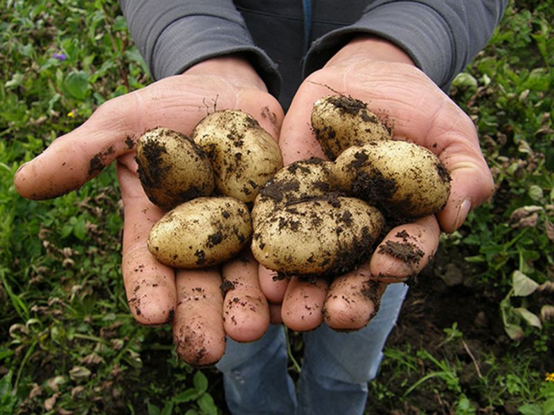 Picture for category Seed Potatoes