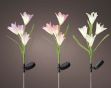Picture of Led Solar Lilly Flower 3 Colours