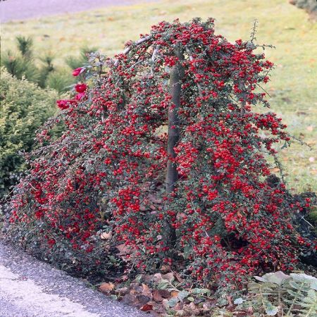 Picture of Cotoneaster Hybrid Pendula 9x9