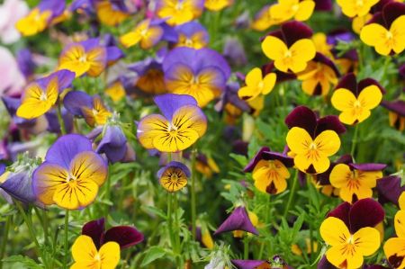 Picture of Bedding Plants 6 Pack Assorted Colours Viola, Pansy, Petunia