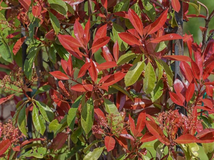 Picture of Photinia Fraseri 'Carré Rouge' 2L