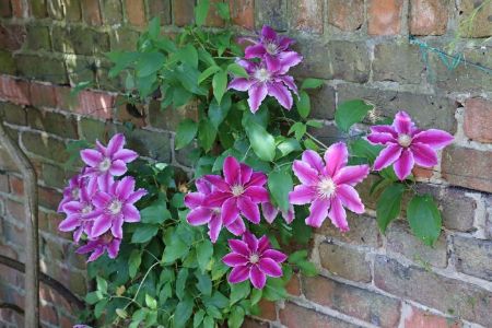 Picture of Clematis 'Dr Ruppel'