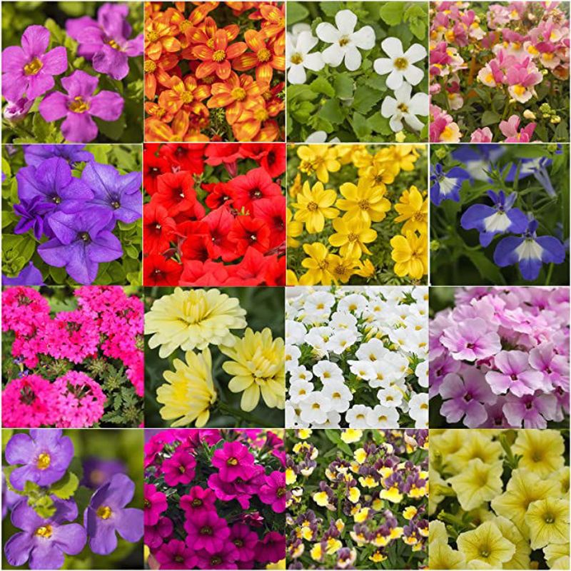 Picture for category Bedding Plants
