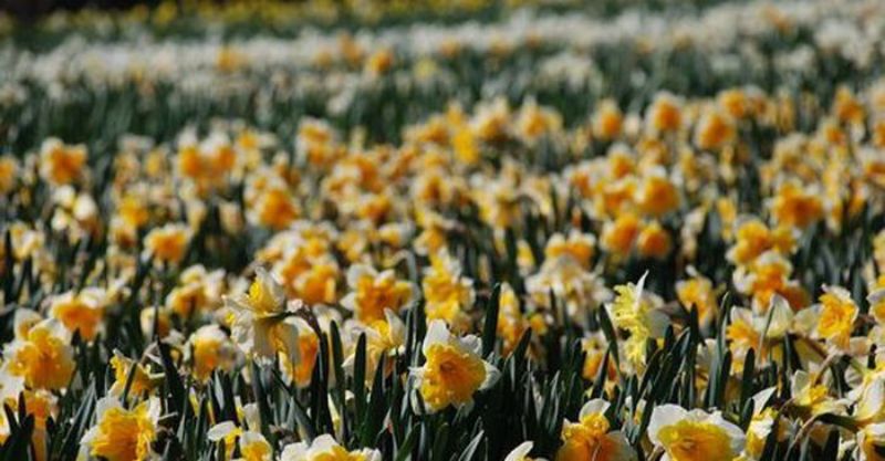 Picture for category Daffodil Bulbs