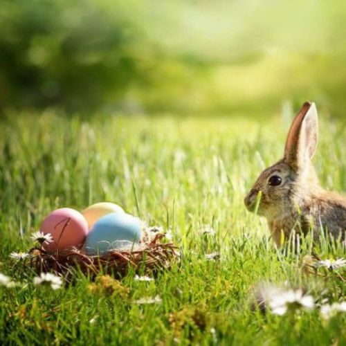 Picture for category Easter and Spring Decorations🐣