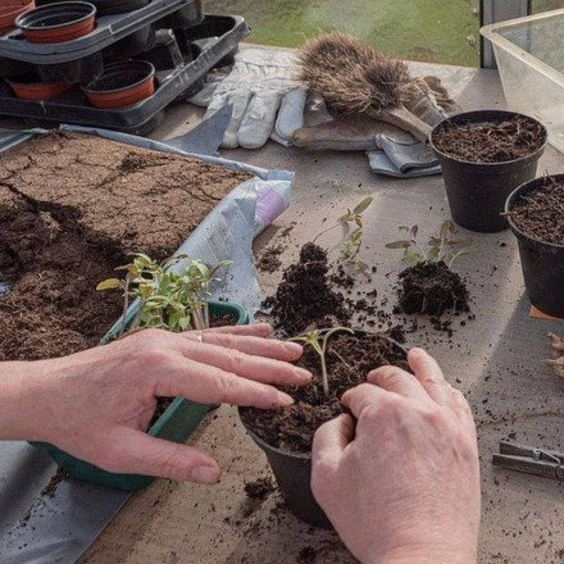 Picture for category Seeds, Bulbs, Vegetables and Propagation
