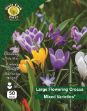 Picture of CML050 CROCUS LARGE FLOWERING MIXED 50 BULBS