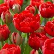 Picture of TMRA25 Tulip Double 'Miranda' 25 Blub