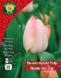 Picture of TMV25 Tulip Darwin 'Mystic Van Eijk' 25 Bulb